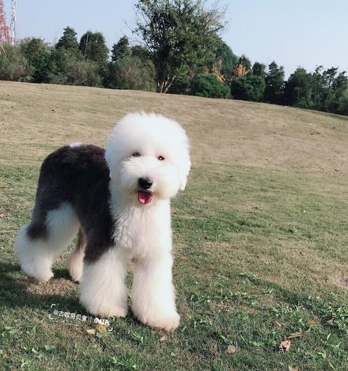 以古牧与犬杂交(探索以古牧与其他犬种杂交的迷人之处) 以古牧与犬杂交(探索以古牧与其他犬种杂交的迷人之处)