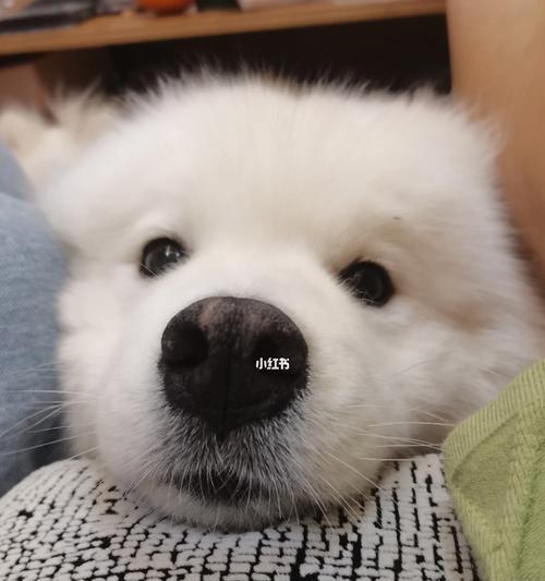 萨摩耶中暑急救，合理用药（保护毛孩不中暑，药物救命关键）