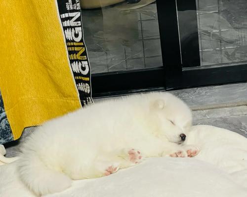 萨摩耶中暑急救，合理用药（保护毛孩不中暑，药物救命关键）