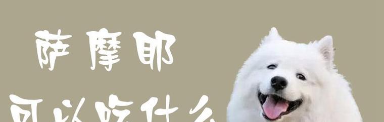 萨摩耶中暑急救，合理用药（保护毛孩不中暑，药物救命关键）