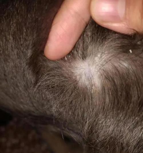 幼狗皮肤病症状及治疗方法（了解幼狗皮肤病的常见症状，保护你的宠物免受不适之苦）