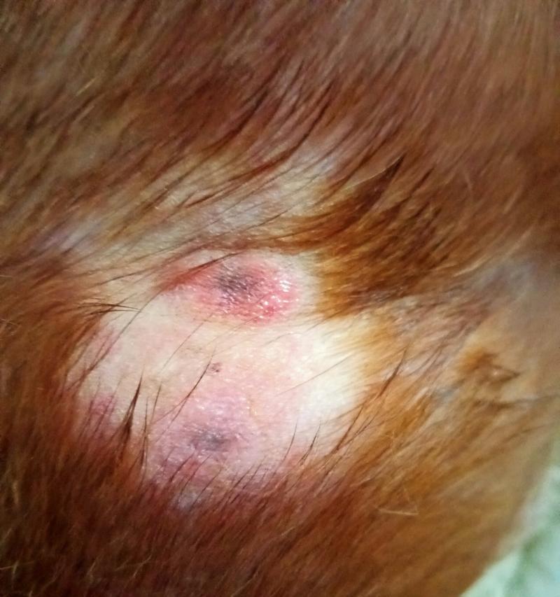 幼狗皮肤病症状识别与治疗方法，守护爱宠皮肤健康