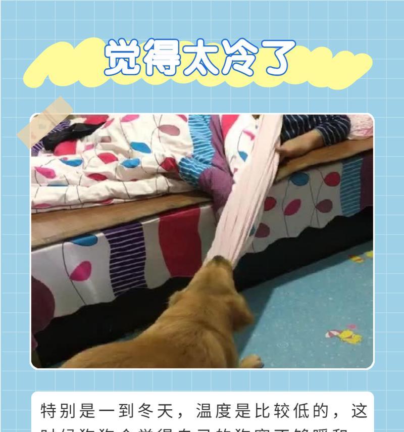 狗狗为什么不叫？（探究狗狗不叫的原因及解释）