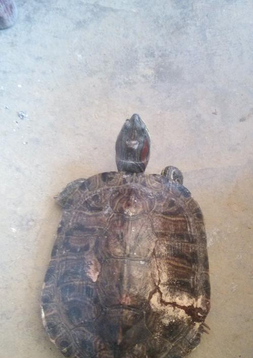 乌龟摔伤后饮食调理指南：促进愈合的食物选择与喂养方法