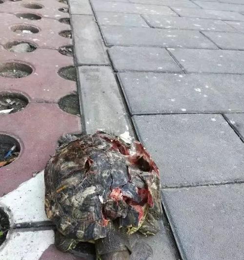 乌龟摔楼受伤后的饮食调理（探讨乌龟摔楼受伤后的合适食物及食用方法）