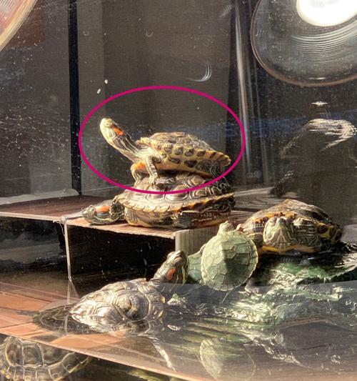 乌龟摔楼受伤后的饮食调理（探讨乌龟摔楼受伤后的合适食物及食用方法）