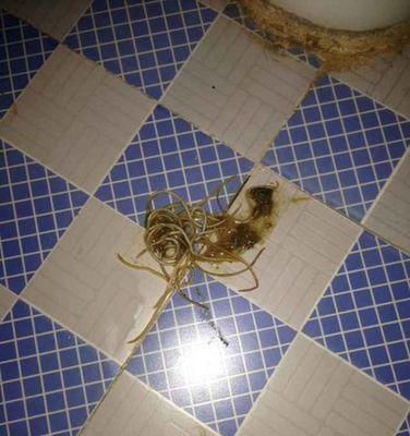 狗狗体内细长虫子揭秘：蛔虫钩虫绦虫的识别与防治指南