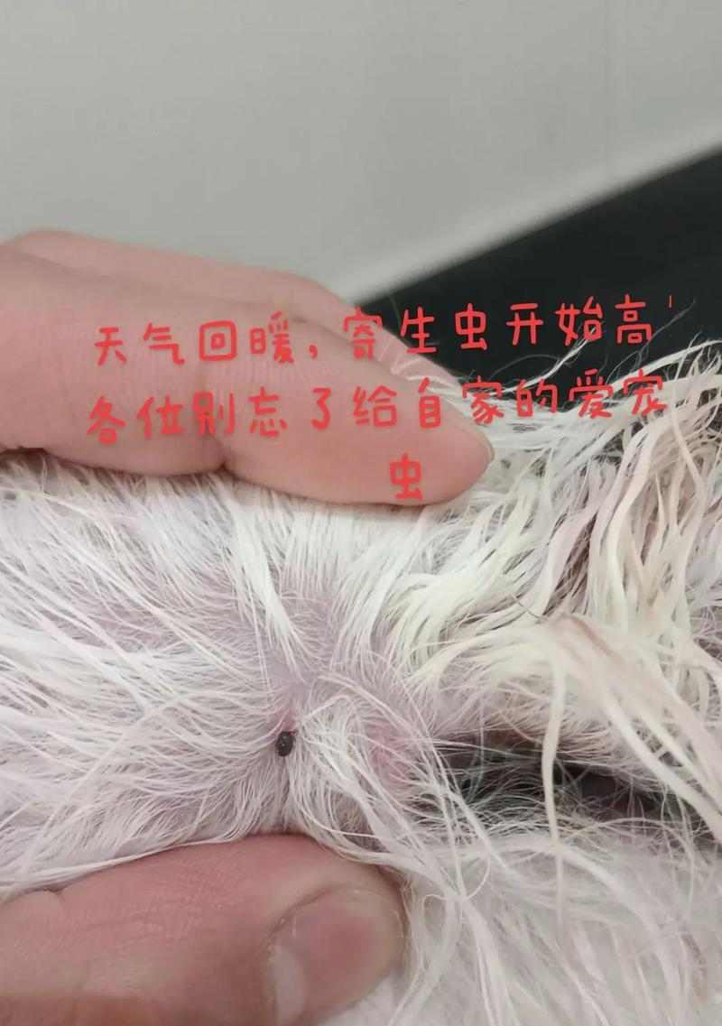 揭秘狗狗体内的细长虫子（探究引发狗狗肠道问题的罪魁祸首）