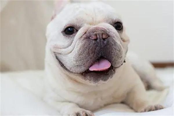 养法斗犬的优缺点全解析：忠诚陪伴与健康困扰