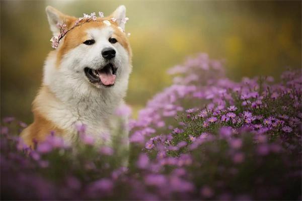 狗狗辨别草药的奥秘：嗅觉本能与生存智慧解析