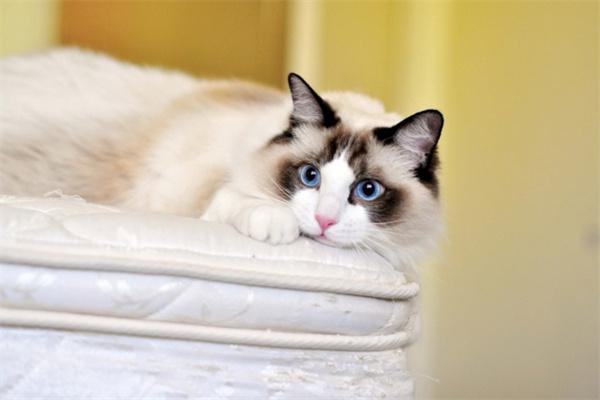 母猫涨奶怎么办？实用处理与预防措施指南