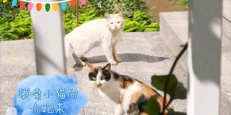 小猫逃离的冒险（追寻自由的小猫之旅）