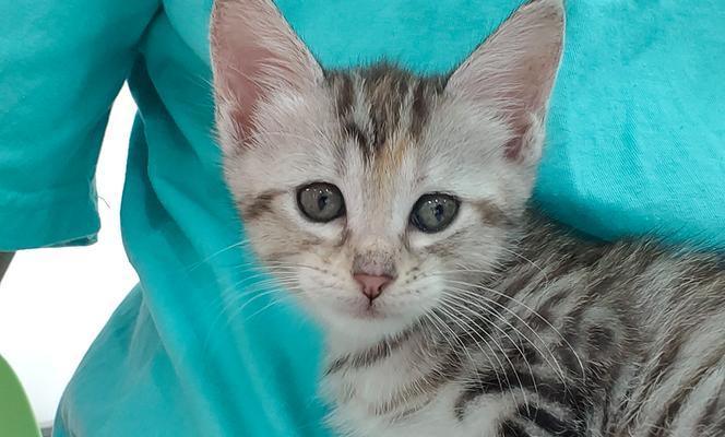 小猫逃离的冒险（追寻自由的小猫之旅）