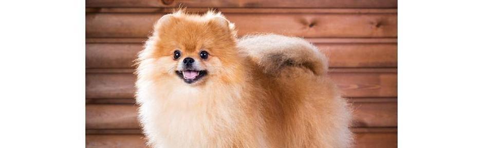 俊介品种全解析：培育要点与多元应用场景深度探索