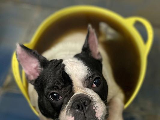 探究斗牛为什么容易损伤皮肤的原因（皮肤脆弱性与斗牛运动的关系探析）