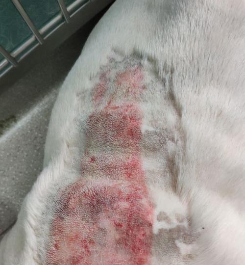 斗牛运动为何易致皮肤损伤？解析皮肤脆弱性与竞技风险