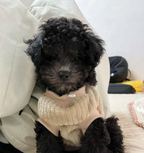 泰迪狗幼犬养护要点，科学照顾让爱宠健康成长