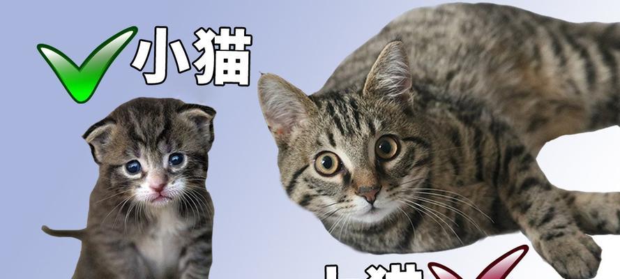 大猫躲避小猫的原因解析：从领地意识到行为差异