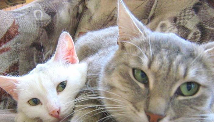 大猫躲避小猫的原因解析：从领地意识到行为差异