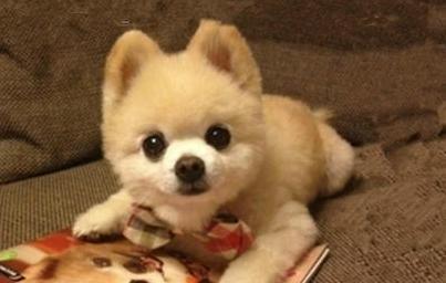 俊介品种全解析：培育要点与多元应用场景深度探索