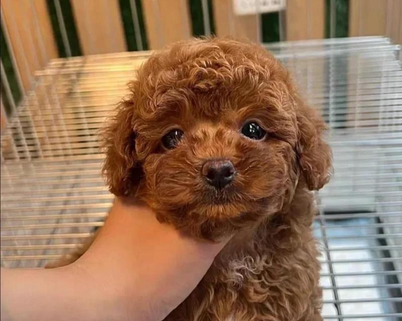 泰迪狗幼犬养护要点，科学照顾让爱宠健康成长