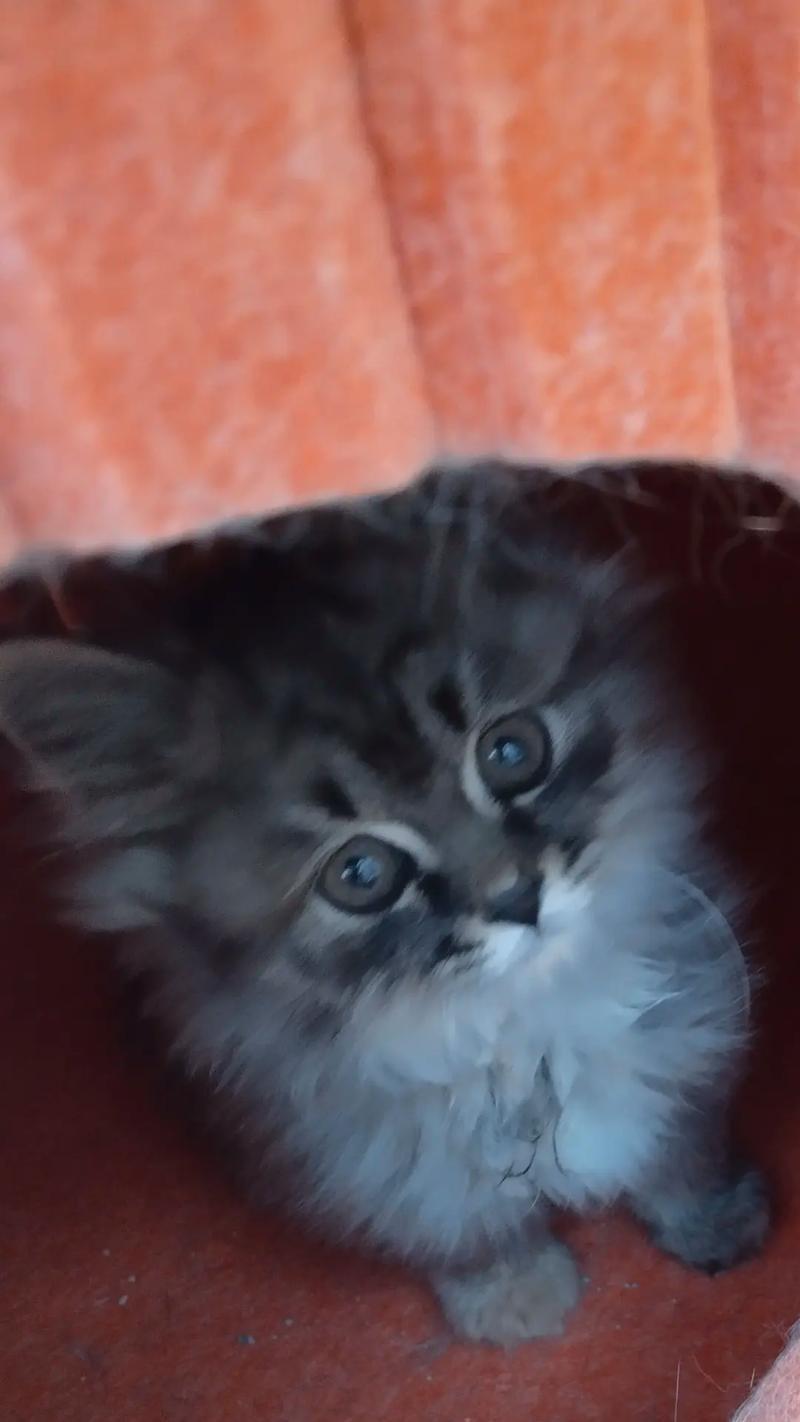 小猫逃离的冒险：追寻自由与归属的成长之旅