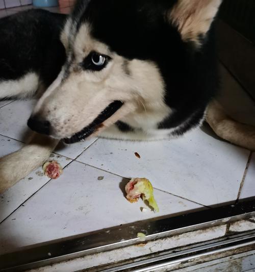 哈士奇为什么爱吃草？揭秘狗狗食草行为的七大原因与健康影响