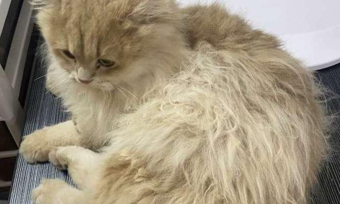 猫咪毛色油亮与饮食有关吗？揭秘让毛发顺滑的关键营养