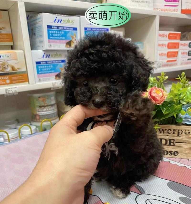 泰迪狗幼犬养护要点，科学照顾让爱宠健康成长