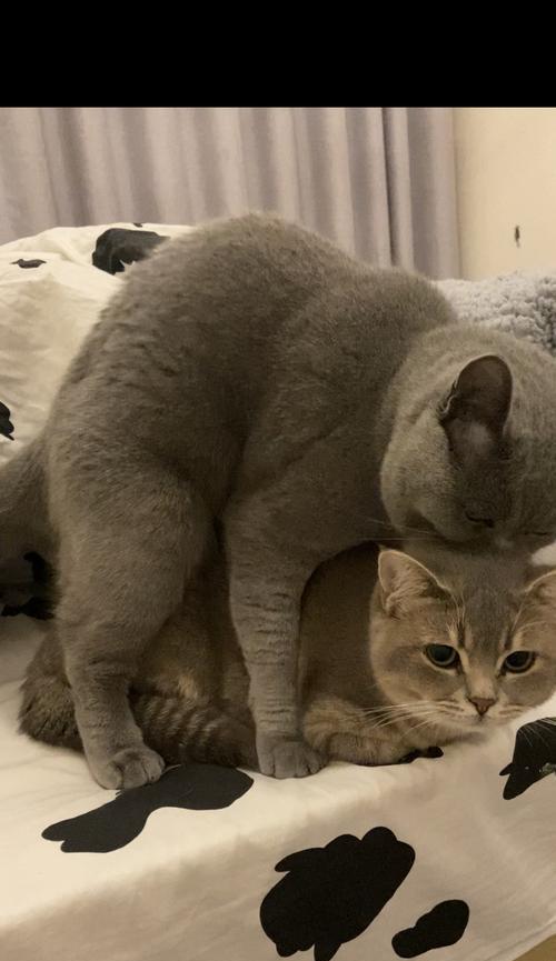 大猫躲避小猫的原因解析：从领地意识到行为差异