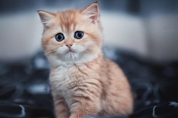 犬猫口腔异物的症状识别与专业治疗方案全解析