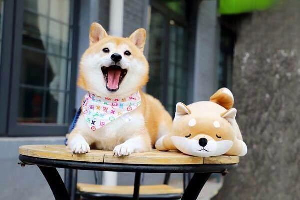 犬猫慢性胃炎的症状识别与治疗方案全解析