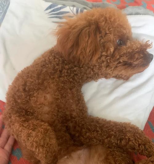 鸡蛋引发的狗狗过敏症状及应对措施（了解狗狗鸡蛋过敏的常见症状与防治方法）