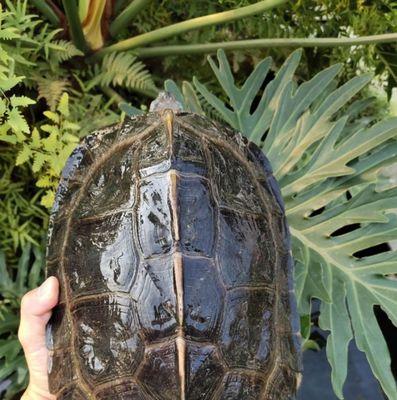 亚洲巨龟的饮食习性（以野外亚洲巨龟吃什么为中心的饮食研究）