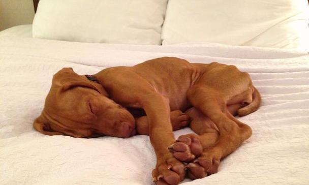 狗狗床上撒尿原因与解决方法，纠正不当排泄行为