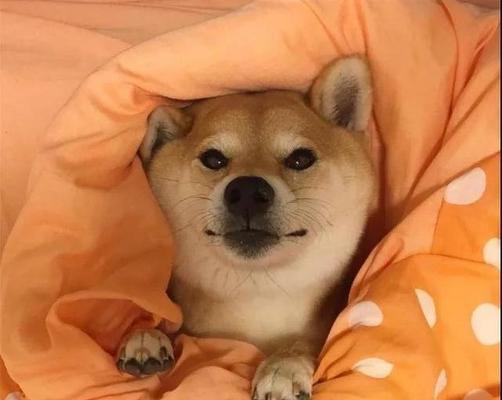 狗狗为什么喜欢在床上撒尿？（探究狗狗在床上撒尿的原因和解决方法）