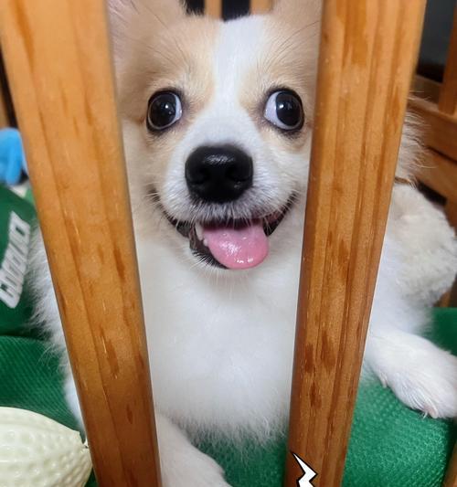 狗狗为什么喜欢在床上撒尿？（探究狗狗在床上撒尿的原因和解决方法）