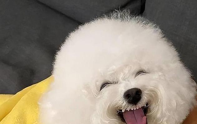 比熊犬的健康饮食之水果篇（探索比熊犬喜爱的水果和适量食用的关键）