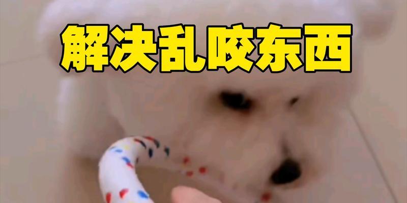 狗狗为什么总爱咬东西？解读背后原因与纠正方法