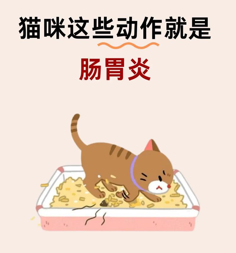 如何帮助猫咪缓解拉肚子的困扰？（解决猫咪拉肚子的问题）