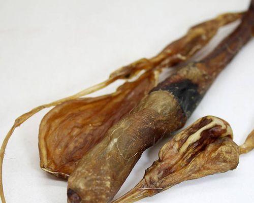 保护狗肾健康的药物选择与日常养护方法