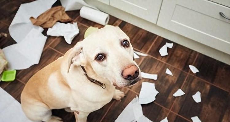 为什么狗狗喜欢咬东西？（探索狗狗咬东西的原因及解决办法）