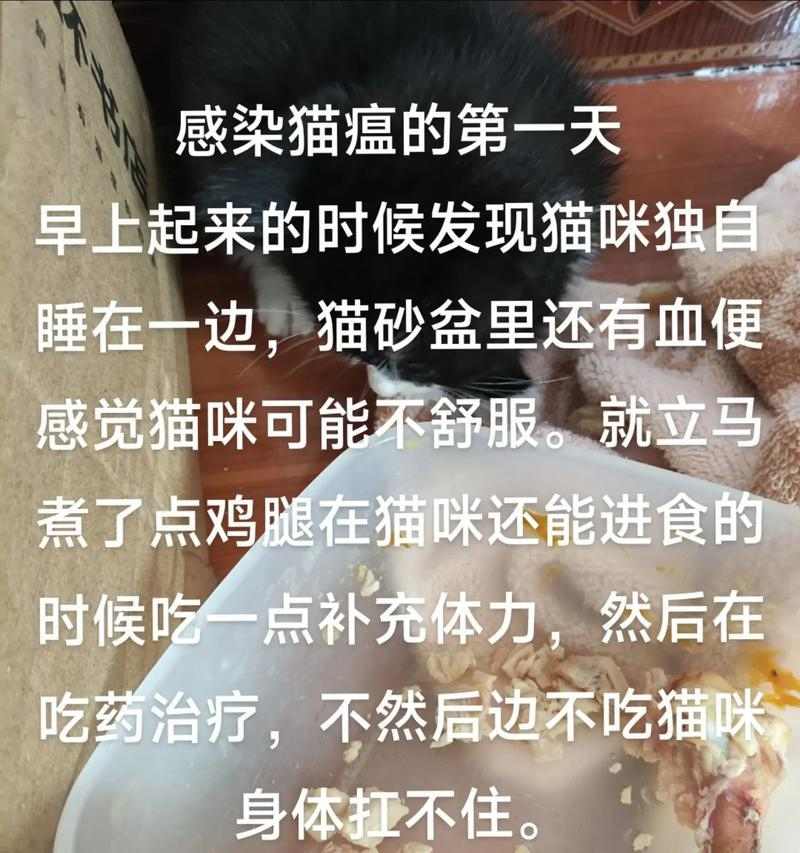 猫咪拉肚子怎么办？这些家庭护理方法与注意事项需知晓
