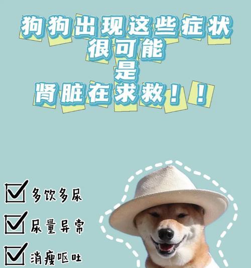 保护狗肾健康的药物选择