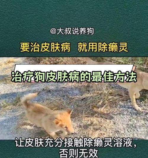 狗狗皮肤病饮食指南：合理选择食物助力皮肤健康恢复