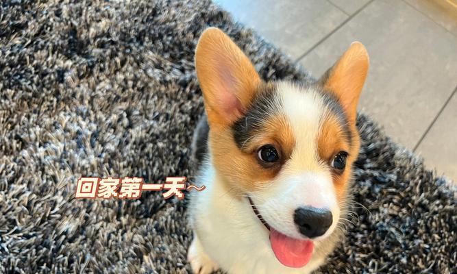 大耳朵花狗品种解析：独特外貌与温顺性格揭秘