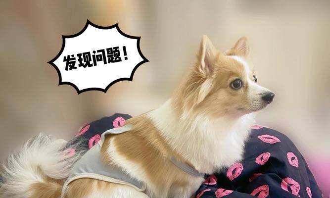 满月幼犬奶粉喂养全攻略：选对奶粉与科学喂食方法