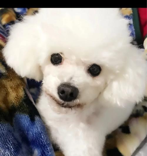 满月幼犬奶粉喂养全攻略：选对奶粉与科学喂食方法