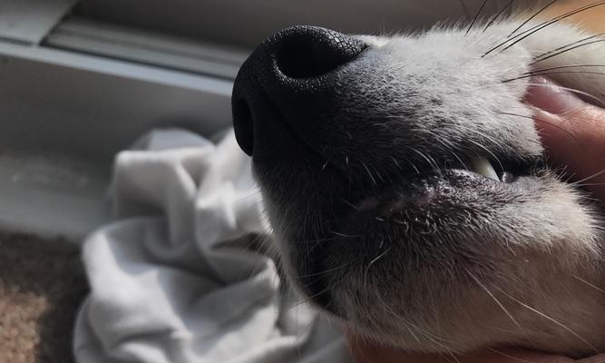 狗狗下巴长白色东西的原因及处理方法（了解狗狗下巴白色物质的意义，帮助宠物更健康）