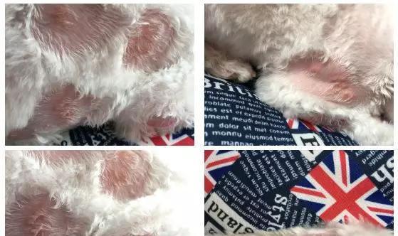 狗狗下巴长白色东西的原因和处理方法，让爱宠更健康